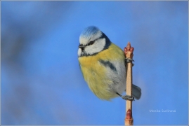 <p>SÝKORA MODŘINKA (Cyanistes caeruleus) /Eurasian blue tit - Blaumeise/</p>